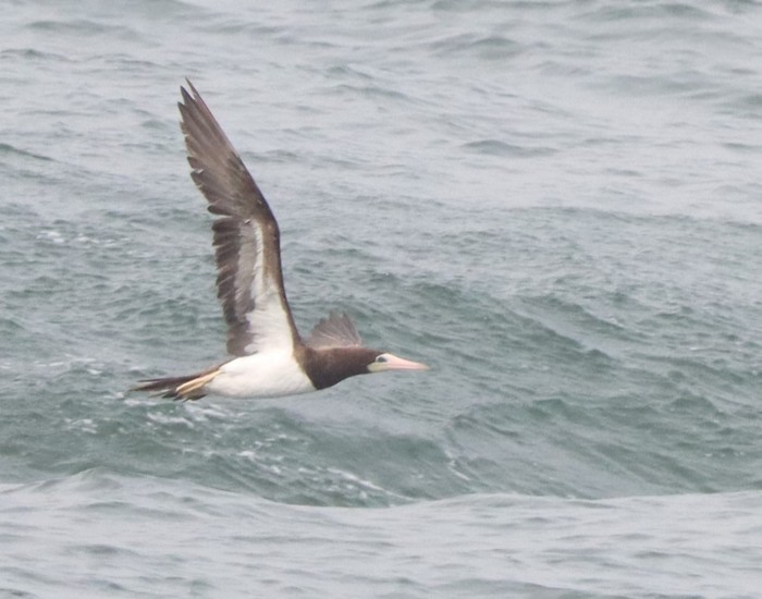 Brown Booby