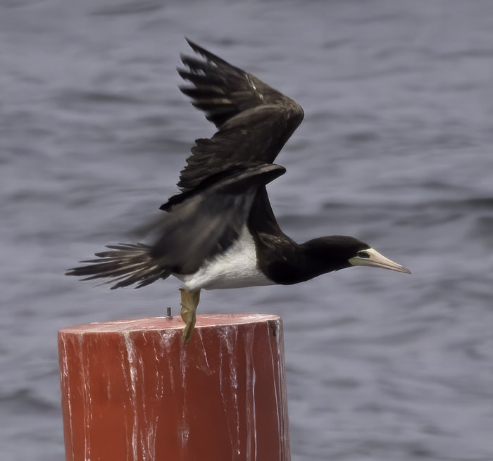 Brown Booby
