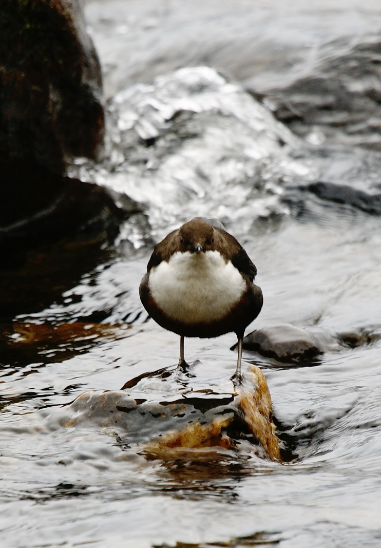 Dipper