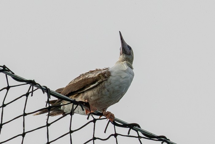 Red-footed Booby