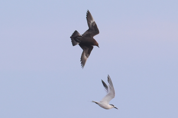 Arctic Skua