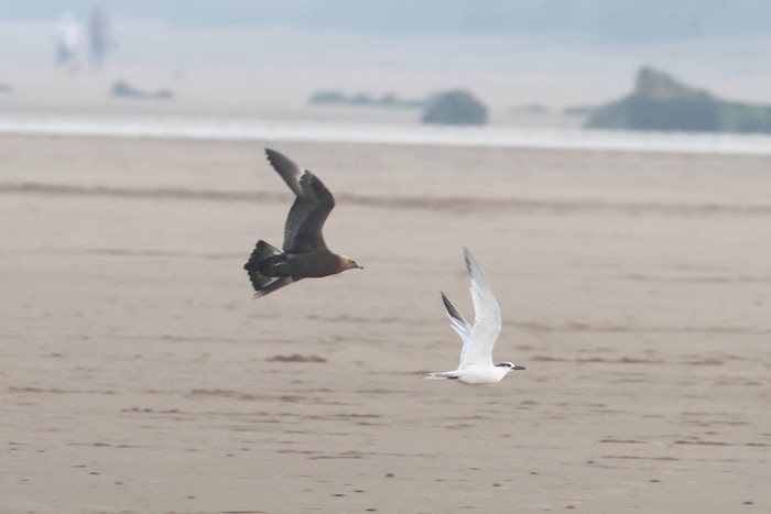 Arctic Skua