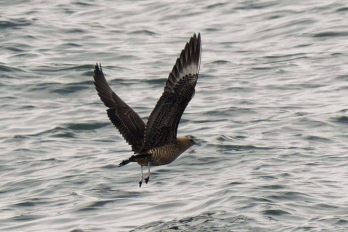 Arctic Skua