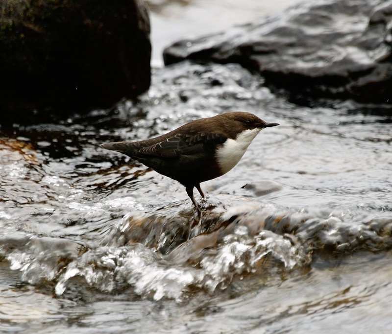 dipper