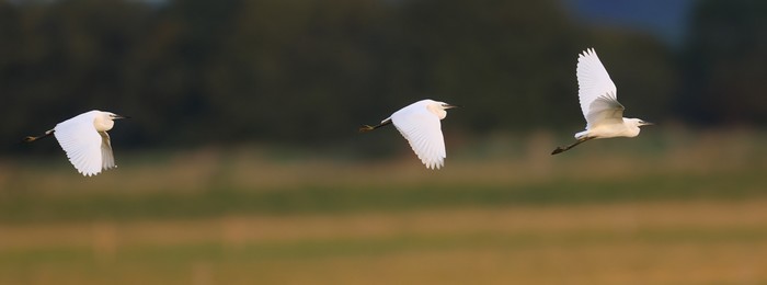 Little Egret
