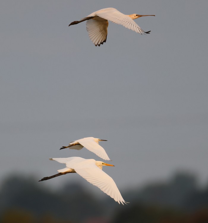 Spoonbill