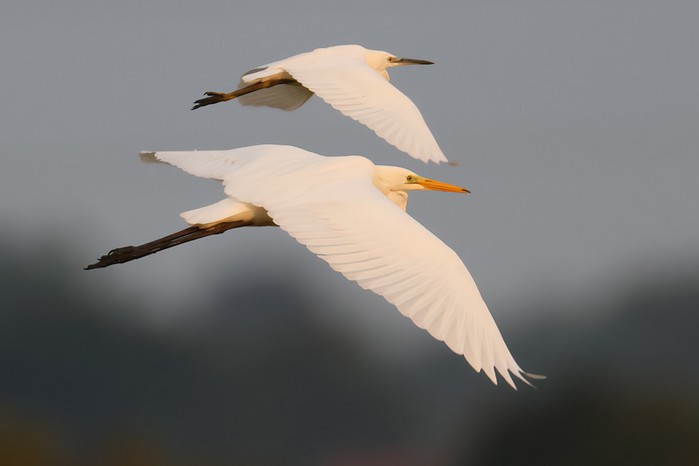 Great White Egret