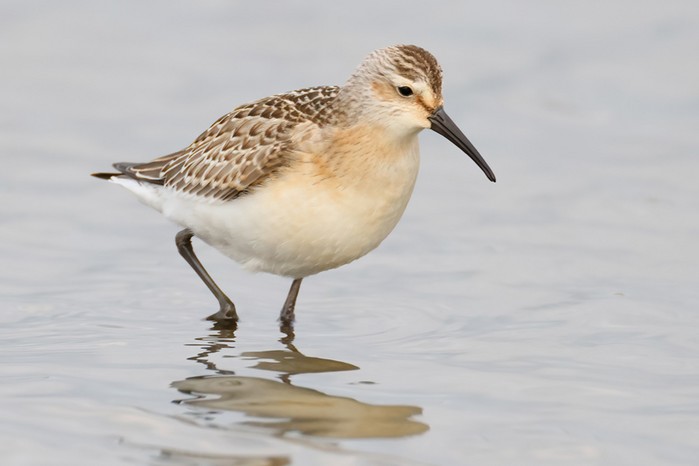 Curlew Sandpiper