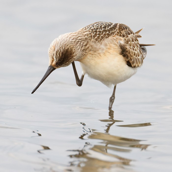 Curlew Sandpiper
