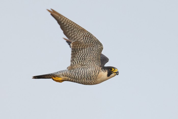 Peregrine