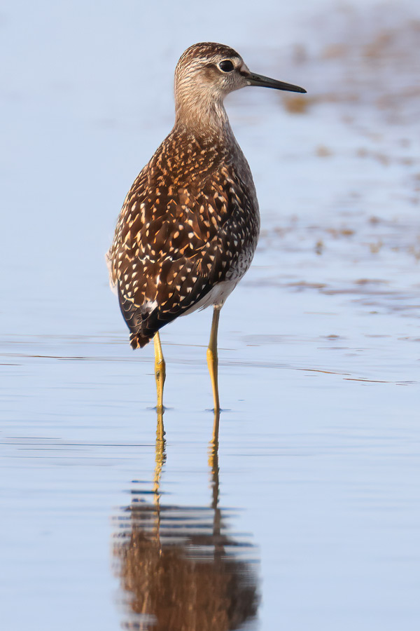 Wood Sandpiper