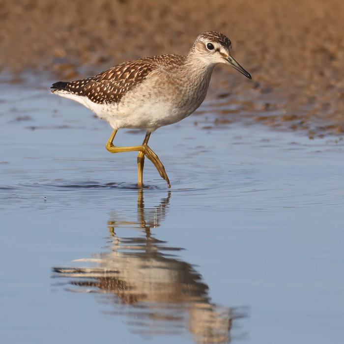 Wood Sandpiper