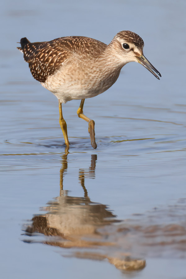 Wood Sandpiper