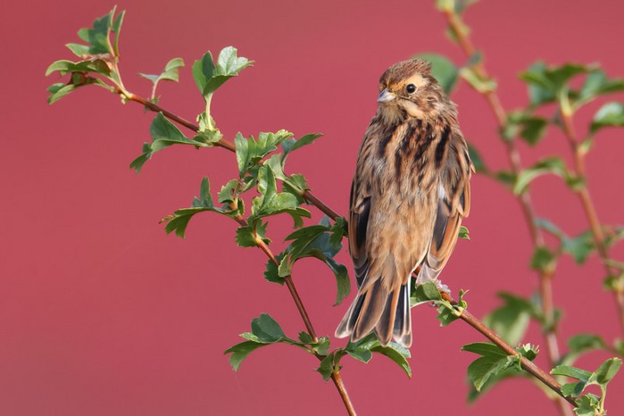 Reed Bunting