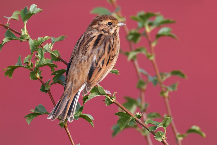 Reed Bunting