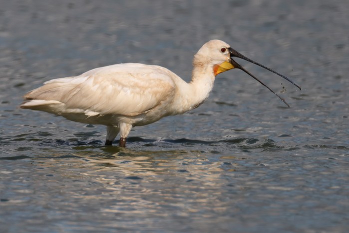Spoonbill