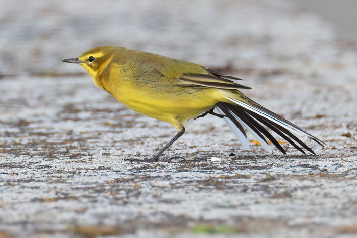 Yellow Wagtail