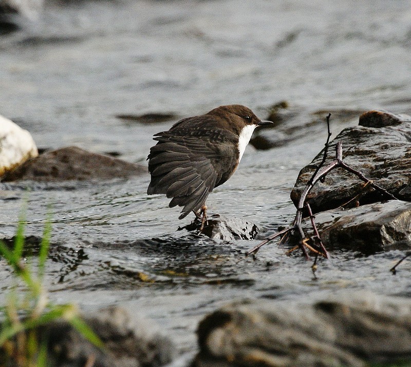 Dipper