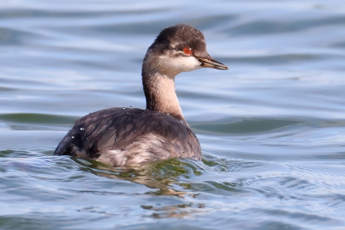 Black-necked Grebe