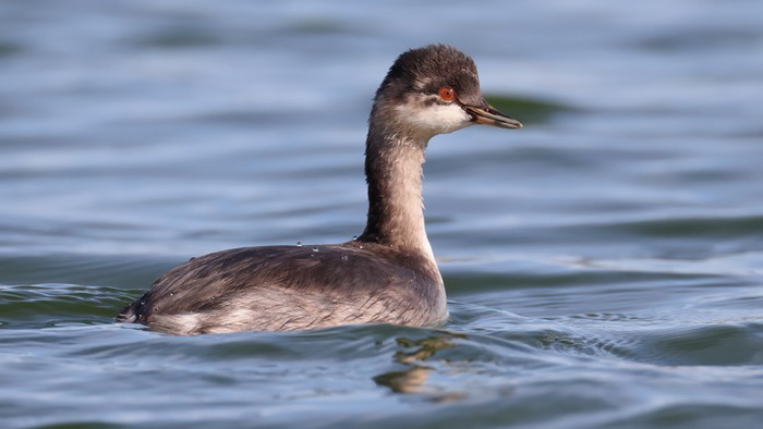 Black-necked Grebe
