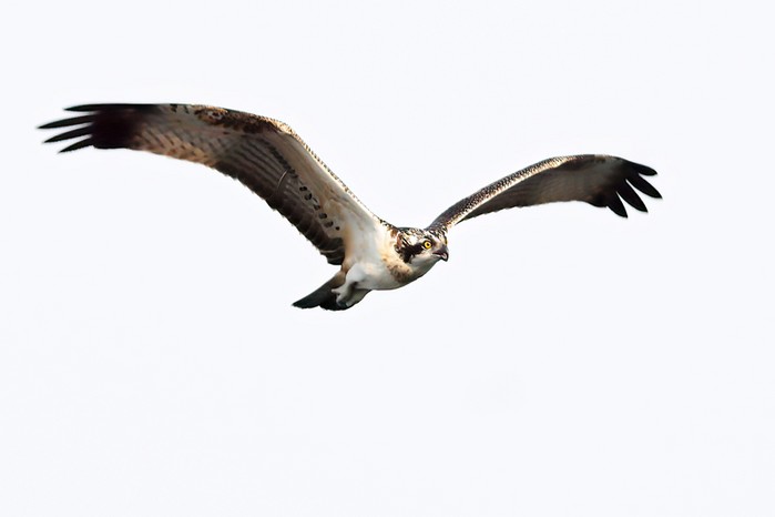 Osprey