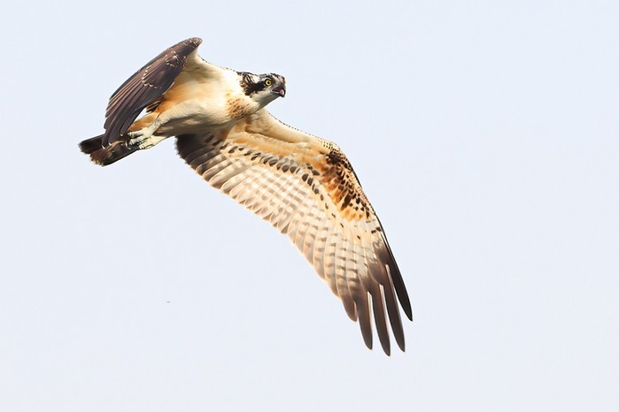 Osprey