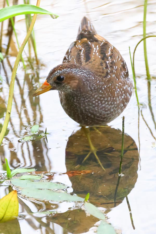 Spotted Crake