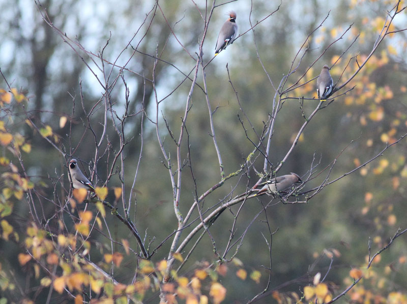 Waxwing