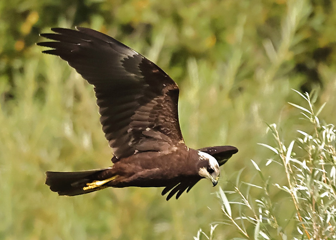 Marsh Harrier