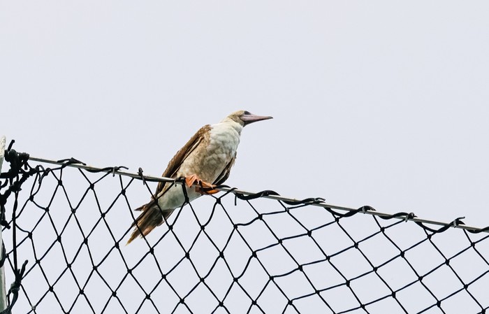 Red-footed Booby