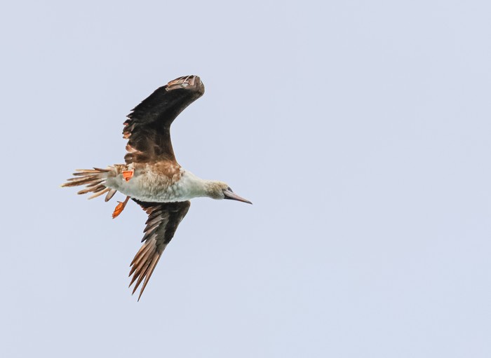 Red-footed Booby