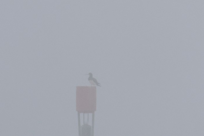 Brown Booby
