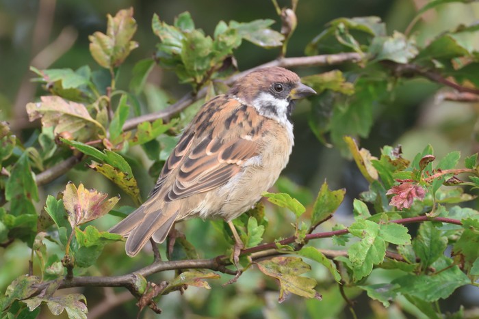 Tree Sparrow