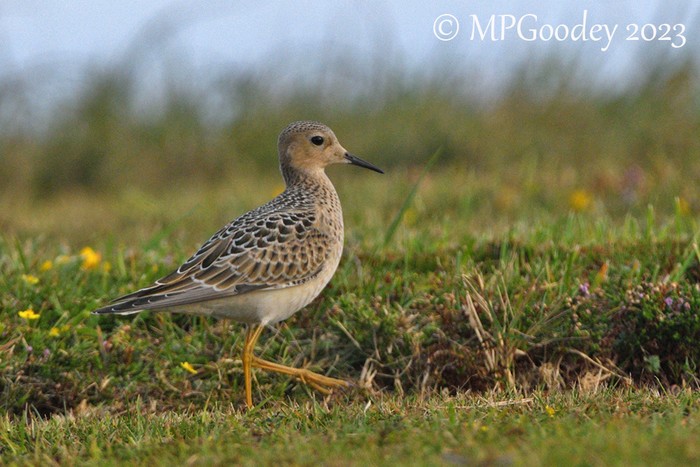 Buff-breasted Sandpiper