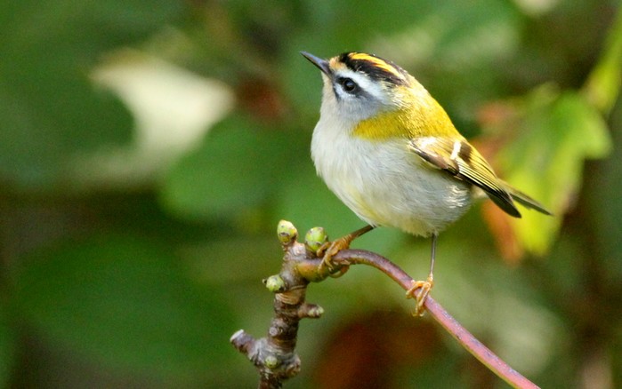 Firecrest