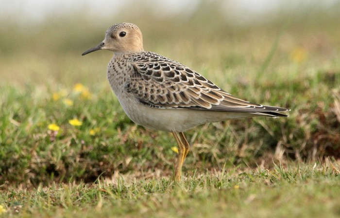 Buff-breasted Sandpiper