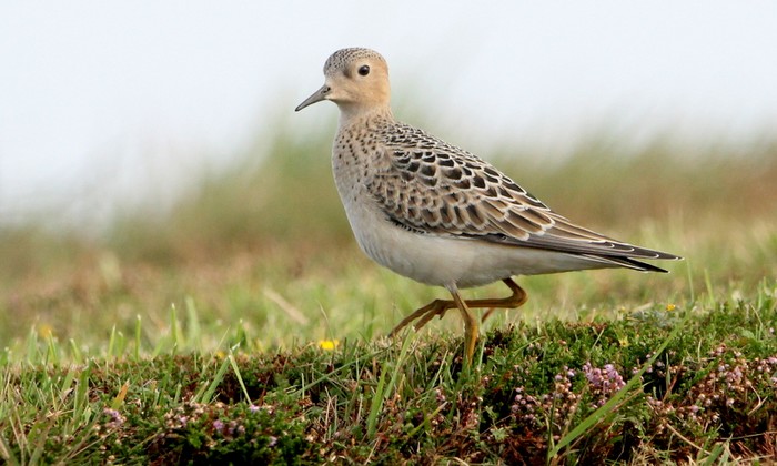 Buff-breasted Sandpiper
