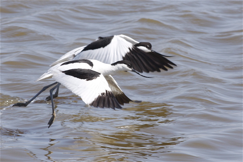 Avocet
