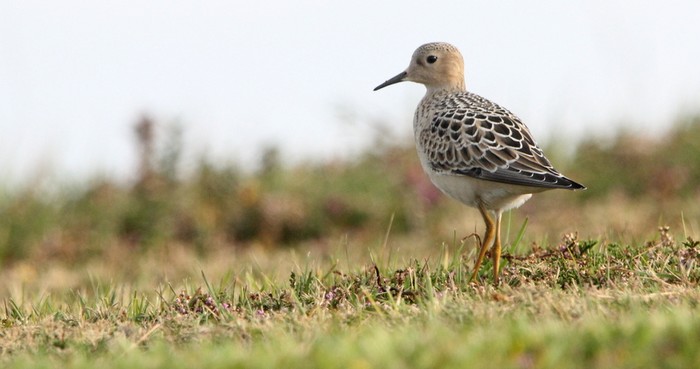 Buff-breasted Sandpiper