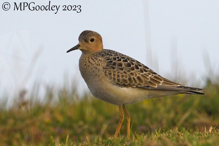 Buff-breasted Sandpiper