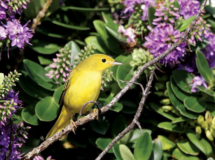 Yellow Warbler
