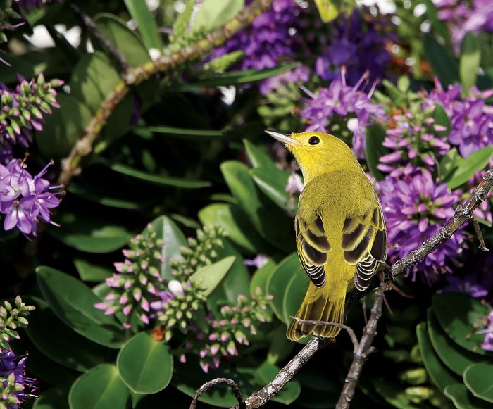 Yellow Warbler