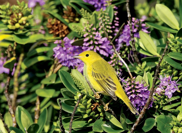 Yellow Warbler