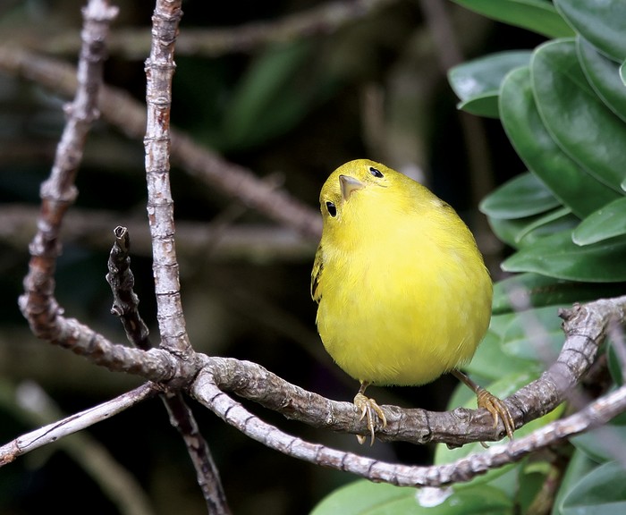 Yellow Warbler