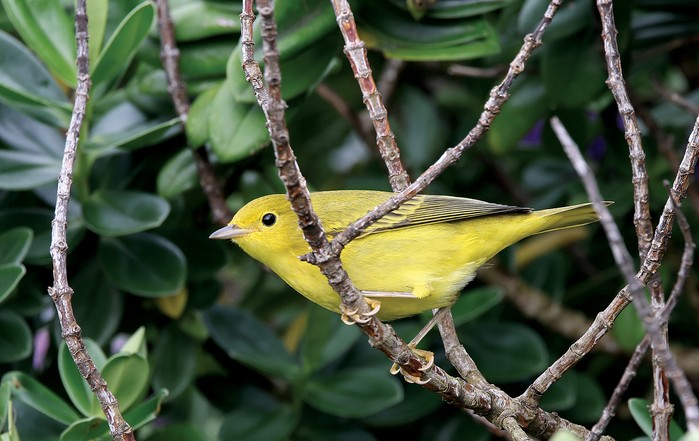 Yellow Warbler