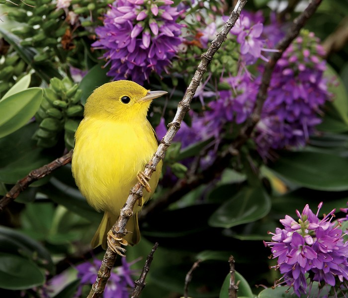 Yellow Warbler