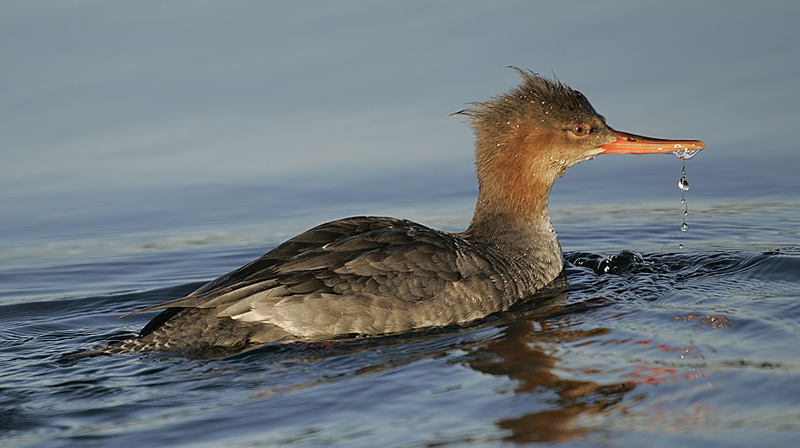 Red-breasted Merganser