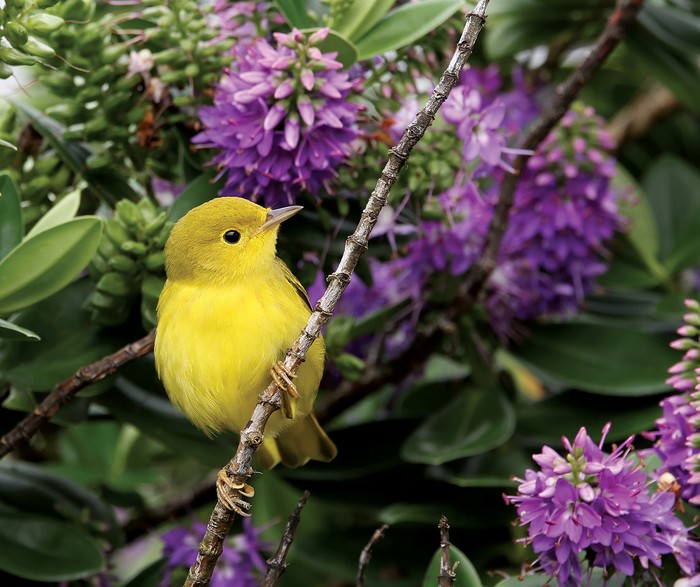 Yellow Warbler