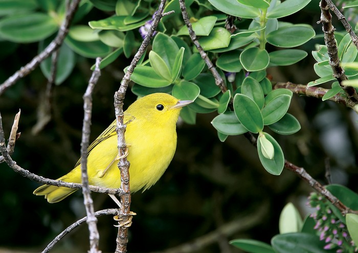 Yellow Warbler