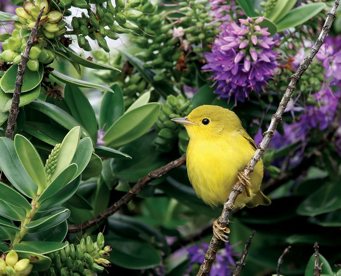 Yellow Warbler